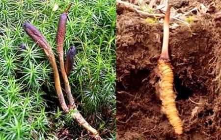 Công dụng đông trùng hạ thảo