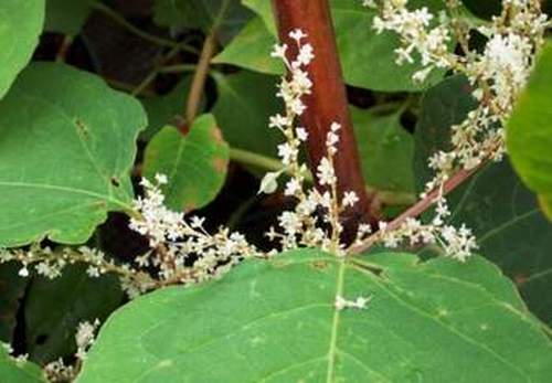 Công dụng của cây điền thất trong trị bệnh khớp