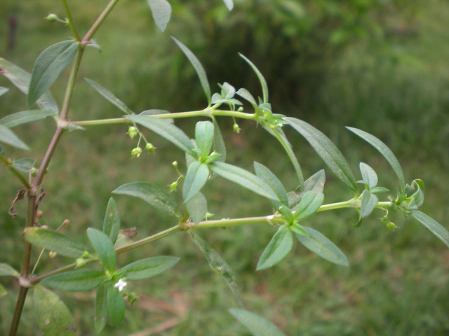 Chua-ung-thu-voi-duoc-lieu-bach-hoa-xa-thiet-thao