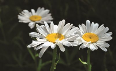 bach-cuc-1-1432800529134