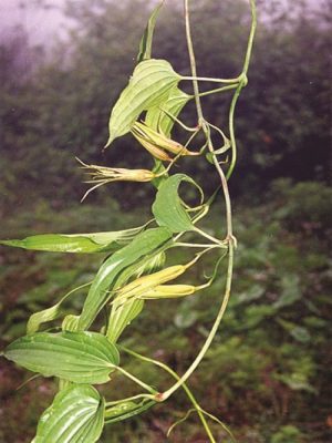 bach-cuc-2-1432800561070