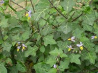 Chứng minh công dụng của cà gai leo