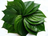 2 bước trị nám da siêu hiệu quả với lá trầu không