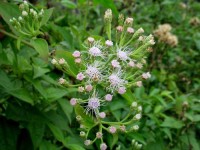 Mẹo hay dân gian chữa đau khớp gối hiệu quả