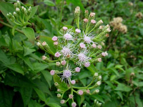 co-hoi-co-long-trang