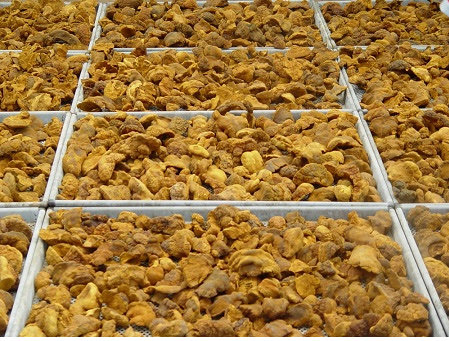 Công dụng nấm thượng hoàng hỗ trợ điều trị ung thư