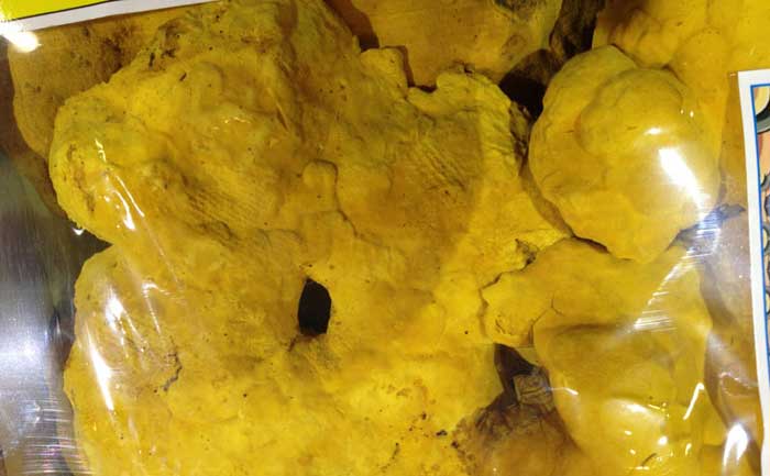 Công dụng nấm thượng hoàng hỗ trợ điều trị ung thư