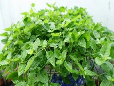 dinh-duong-rau-ngot-1