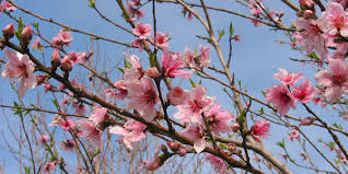 Hoa đào- Vị thuốc quý