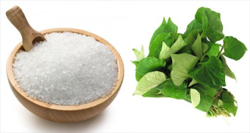 rau-diep-ca-tri-mun3