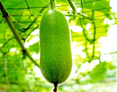 thuc-pham-tot-cho-ba-bau-1