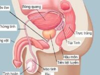 Quan hệ tình dục ở người bị phì đại tiền liệt tuyến